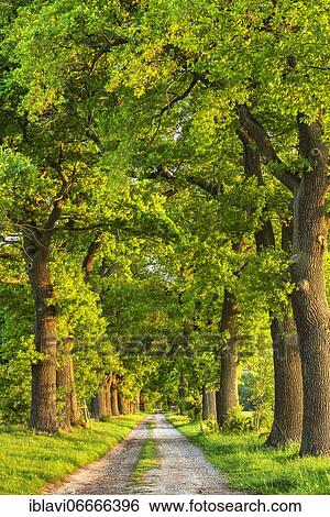 Oak avenue in the evening light, Reinhardswald, Hesse, Germany, Europe View Large Photo Image Stock Photograph - Oak avenue in the evening light, Reinhardswald, Hesse, Germany, Europe. Fotosearch