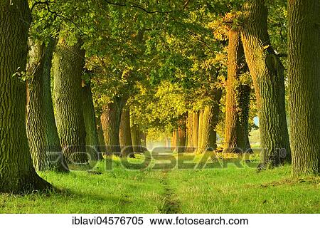 Oak avenue in the morning light, Magdeburger Börde, Saxony-Anhalt, Germany, Europe View Large Photo Image Stock Photography - Oak avenue in the morning light, Magdeburger Börde, Saxony-Anhalt, Germany, Europe. Fotosearch