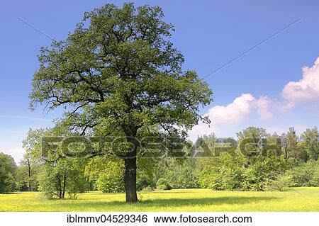Oak tree (Quercus) in spring, Elbaue, biosphere reserve Middle Elbe, Saxony-Anhalt, Germany, Europe View Large Photo Image Stock Photograph - Oak tree (Quercus) in spring, Elbaue, biosphere reserve Middle Elbe, Saxony-Anhalt, Germany, Europe. Fotosearch