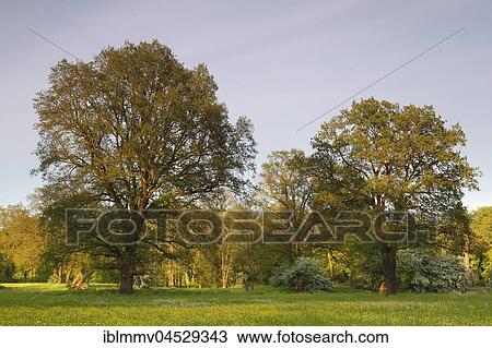Stock Image - Oak trees (Quercus) in a spring meadow, Elbaue, biosphere reserve Middle Elbe, Saxony-Anhalt, Germany, Europe. Fotosearch