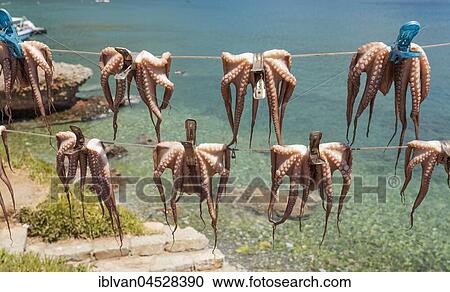 Stock Image - Octopuses hung up to dry on washing lines, Plaka beach, Crete, Greece, Europe. Fotosearch