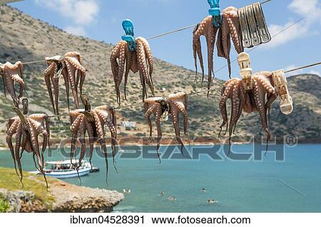 Octopuses hung up to dry on washing lines, Plaka beach, Crete, Greece, Europe View Large Photo Image Stock Image - Octopuses hung up to dry on washing lines, Plaka beach, Crete, Greece, Europe. Fotosearch
