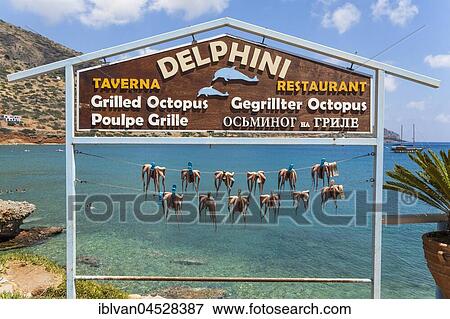 Octopuses hung up to dry on washing lines, Plaka beach, Crete, Greece, Europe View Large Photo Image Stock Photo - Octopuses hung up to dry on washing lines, Plaka beach, Crete, Greece, Europe. Fotosearch