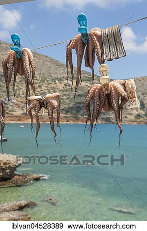 Octopuses hung up to dry on washing lines, Plaka beach, Crete, Greece, Europe View Large Photo Image Stock Photo - Octopuses hung up to dry on washing lines, Plaka beach, Crete, Greece, Europe. Fotosearch
