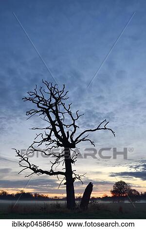 Old dead tree at dawn, dawn and mist in the Middle Elbe Biosphere Reserve, Saxony-Anhalt, Germany, Europe View Large Photo Image Stock Image - Old dead tree at dawn, dawn and mist in the Middle Elbe Biosphere Reserve, Saxony-Anhalt, Germany, Europe. Fotosearch