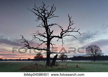 Old dead tree at dawn, dawn in the Middle Elbe Biosphere Reserve, Saxony-Anhalt, Germany, Europe View Large Photo Image Stock Image - Old dead tree at dawn, dawn in the Middle Elbe Biosphere Reserve, Saxony-Anhalt, Germany, Europe. Fotosearch