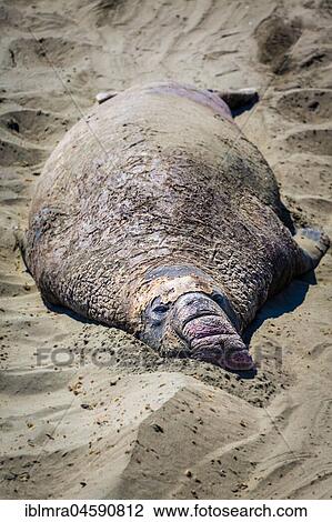 Old Northern Elephant Seal (Mirounga angustirostris) sleeps in the sand, near San Simeon, California, USA, North America View Large Photo Image Stock Image - Old Northern Elephant Seal (Mirounga angustirostris) sleeps in the sand, near San Simeon, California, USA, North America. Fotosearch