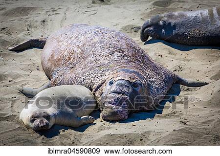 Stock Photo - Old Northern Elephant Seal (Mirounga angustirostris) with young animal is in the sand, near San Simeon, California, USA, North America. Fotosearch