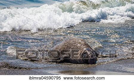 Stock Photography - Old Northern Elephant Seal (Mirounga angustirostris) robs on beach, near San Simeon, California, USA, North America. Fotosearch