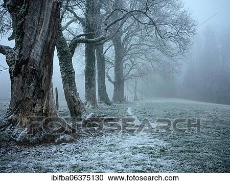 Stock Image - Old tree population, first snow, fog, Stadlbergalm, Miesbach, Upper Bavaria, Bavaria, Germany, Europe. Fotosearch