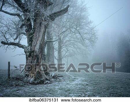 Stock Image - Old tree population, first snow, fog, Stadlbergalm, Miesbach, Upper Bavaria, Bavaria, Germany, Europe. Fotosearch