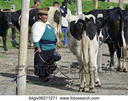 Stock Image - Old woman with cow at the weekly cattle market, Otavalo, Imbabura Province, Ecuador, South America. Fotosearch