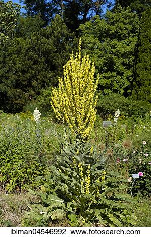 Stock Image - Olympian mullein (Verbascum olympicum), rose garden, Munich, Upper Bavaria, Bavaria, Germany, Europe. Fotosearch