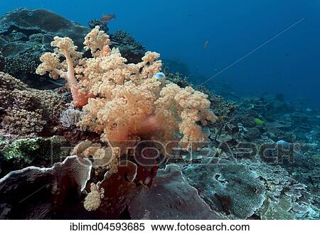 Orange tree coral (Scleronephthya), Nusa Lembongan, Bali, Indonesia, Asia View Large Photo Image Stock Photography - Orange tree coral (Scleronephthya), Nusa Lembongan, Bali, Indonesia, Asia. Fotosearch