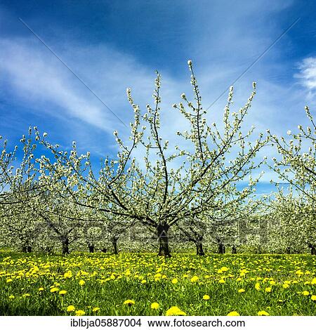 Orcherd of apple tress, Puy de dome department, Auvergne-Rhone-Alpes, France, Europe View Large Photo Image Picture - Orcherd of apple tress, Puy de dome department, Auvergne-Rhone-Alpes, France, Europe. Fotosearch