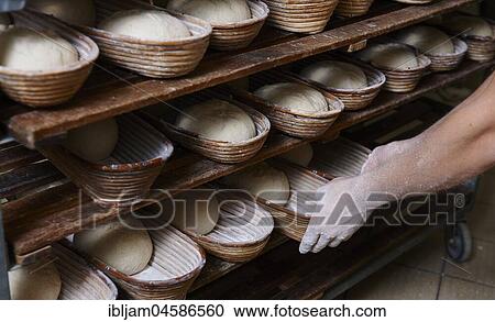 Organic bakery preparing bread loaves in baking baskets, Kerpen Eifel, Rhineland-Palatinate, Germany, Europe View Large Photo Image Stock Image - Organic bakery preparing bread loaves in baking baskets, Kerpen Eifel, Rhineland-Palatinate, Germany, Europe. Fotosearch