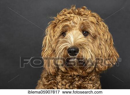 Original Australia Labradoodle in medium, pedigree dog, young dog, nine months, dog portrait, studio recording View Large Photo Image Stock Photo - Original Australia Labradoodle in medium, pedigree dog, young dog, nine months, dog portrait, studio recording. Fotosearch