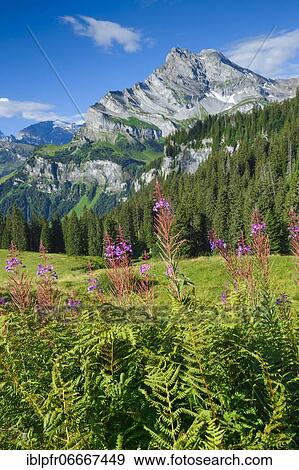 Stock Photo - Ortstock and Tödi, Glarus, Switzerland, Europe. Fotosearch