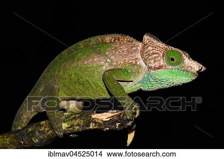 O'Shaughnessy's chameleon (Calumma oshaughnessyi), male, Ranomafana National Park, Madagascar, Africa View Large Photo Image Picture - O'Shaughnessy's chameleon (Calumma oshaughnessyi), male, Ranomafana National Park, Madagascar, Africa. Fotosearch