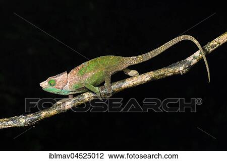 O'Shaughnessy's chameleon (Calumma oshaughnessyi), male, Ranomafana National Park, Madagascar, Africa View Large Photo Image Stock Image - O'Shaughnessy's chameleon (Calumma oshaughnessyi), male, Ranomafana National Park, Madagascar, Africa. Fotosearch