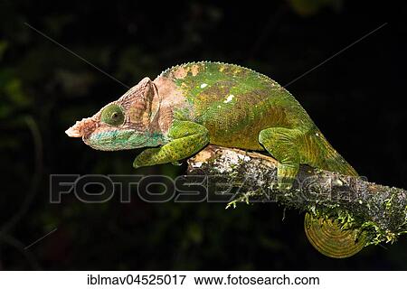 Stock Photo - O'Shaughnessy's chameleon (Calumma oshaughnessyi), male, Ranomafana National Park, Madagascar, Africa. Fotosearch