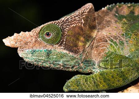 O'Shaughnessy's chameleon (Calumma oshaughnessyi), male, Ranomafana National Park, Madagascar, Africa View Large Photo Image Stock Photograph - O'Shaughnessy's chameleon (Calumma oshaughnessyi), male, Ranomafana National Park, Madagascar, Africa. Fotosearch