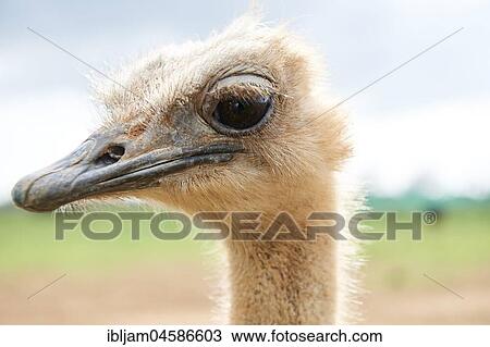 Ostrich (Struthio camelus), portrait View Large Photo Image Stock Image - Ostrich (Struthio camelus), portrait. Fotosearch