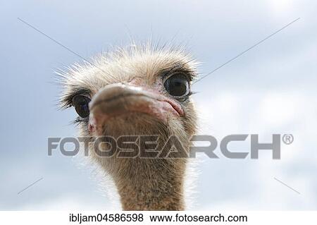 Ostrich (Struthio camelus), portrait View Large Photo Image Stock Photo - Ostrich (Struthio camelus), portrait. Fotosearch
