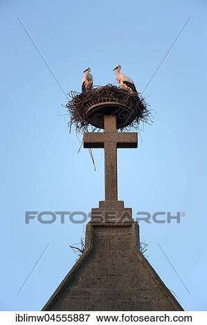 Pairof white storks (Ciconia ciconia), in nest on catholic parish church St. Johannes Baptist, Bad Saulgau, Baden-Württemberg, Germany, Europe View Large Photo Image Stock Photo - Pairof white storks (Ciconia ciconia), in nest on catholic parish church St. Johannes Baptist, Bad Saulgau, Baden-Württemberg, Germany, Europe. Fotosearch