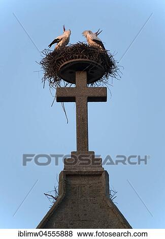 Pairof white storks (Ciconia ciconia), rattles in the nest on Catholic parish church St. Johannes Baptist, Bad Saulgau, Baden-Württemberg, Germany, Europe View Large Photo Image Stock Photo - Pairof white storks (Ciconia ciconia), rattles in the nest on Catholic parish church St. Johannes Baptist, Bad Saulgau, Baden-Württemberg, Germany, Europe. Fotosearch