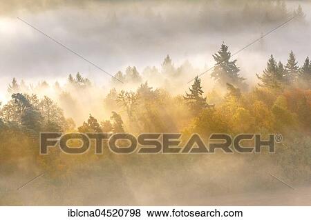 Stock Photo - Palatinate forest in autumn, sunbeams shining through mist, Palatinate, Rhineland-Palatinate, Germany, Europe. Fotosearch
