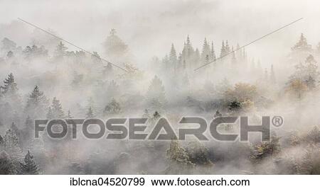 Stock Photo - Palatinate forest in autumn, sunbeams shining through mist, Palatinate, Rhineland-Palatinate, Germany, Europe. Fotosearch