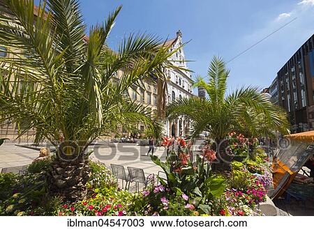 Stock Image - Palm trees in pedestrian zone, Michaelskirche, Neuhauser Strasse, old town, Munich, Upper Bavaria, Bavaria, Germany, Europe. Fotosearch