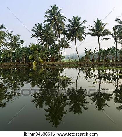 Palm trees, reflection in Backwaters near Alappuzha, Malabar Coast, Kerala, India, Asia View Large Photo Image Stock Photography - Palm trees, reflection in Backwaters near Alappuzha, Malabar Coast, Kerala, India, Asia. Fotosearch