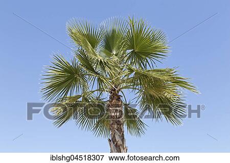 Stock Photo - Palm, Washingtonia (Washingtonia sp. ), Palma de Majorca, Majorca, Spain, Europe. Fotosearch