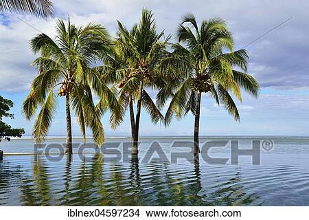 Palms, Infinity Pool of the Maradiva Villas Resort, Mauritius, Indian Ocean, Africa View Large Photo Image Picture - Palms, Infinity Pool of the Maradiva Villas Resort, Mauritius, Indian Ocean, Africa. Fotosearch