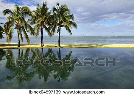 Palms, Infinity Pool of the Maradiva Villas Resort, Mauritius, Indian Ocean, Africa View Large Photo Image Stock Photo - Palms, Infinity Pool of the Maradiva Villas Resort, Mauritius, Indian Ocean, Africa. Fotosearch