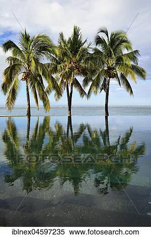 Stock Photography - Palms, Infinity Pool of the Maradiva Villas Resort, Mauritius, Indian Ocean, Africa. Fotosearch
