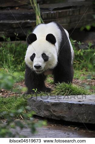 Panda (Ailuropoda melanoleuca), adult, captive, Australia, Oceania View Large Photo Image Stock Image - Panda (Ailuropoda melanoleuca), adult, captive, Australia, Oceania. Fotosearch