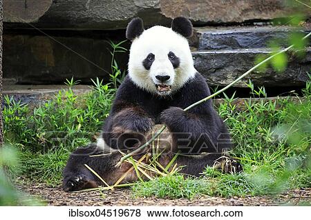 Panda (Ailuropoda melanoleuca), adult eating, captive, Australia, Oceania View Large Photo Image Stock Photo - Panda (Ailuropoda melanoleuca), adult eating, captive, Australia, Oceania. Fotosearch