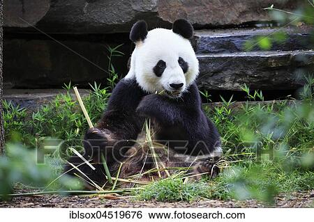 Stock Photograph - Panda (Ailuropoda melanoleuca), adult eating, captive, Australia, Oceania. Fotosearch
