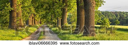 Panorama oak avenue in the evening light, Reinhardswald, Hesse, Germany, Europe View Large Photo Image Stock Photography - Panorama oak avenue in the evening light, Reinhardswald, Hesse, Germany, Europe. Fotosearch
