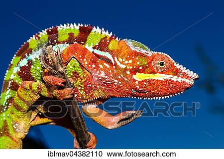 Panther chameleon (Furcifer Pardalis), male on branch, Ambilobe, Diana, Madagascar, Africa View Large Photo Image Stock Image - Panther chameleon (Furcifer Pardalis), male on branch, Ambilobe, Diana, Madagascar, Africa. Fotosearch