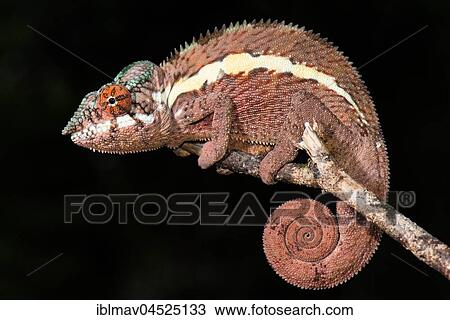 Stock Image - Panther chameleon (Furcifer Pardalis), male, Ankaramibe, Boeny, Madagascar, Africa. Fotosearch