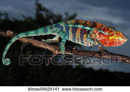 Stock Image - Panther chameleon (Furcifer pardalis) Males, south of Maromontreka, northwest Madagascar, Madagascar, Africa. Fotosearch