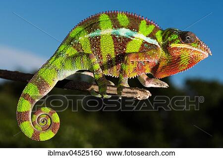 Panther chameleon (Furcifer Pardalis), male on branch, Ambilobe, Diana, Madagascar, Africa View Large Photo Image Stock Image - Panther chameleon (Furcifer Pardalis), male on branch, Ambilobe, Diana, Madagascar, Africa. Fotosearch