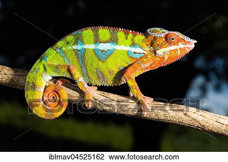 Panther chameleon (Furcifer Pardalis), male on branch, Ambilobe, Diana, Madagascar, Africa View Large Photo Image Stock Image - Panther chameleon (Furcifer Pardalis), male on branch, Ambilobe, Diana, Madagascar, Africa. Fotosearch