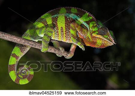 Panther chameleon (Furcifer Pardalis), male on branch, Ambilobe, Diana, Madagascar, Africa View Large Photo Image Stock Photo - Panther chameleon (Furcifer Pardalis), male on branch, Ambilobe, Diana, Madagascar, Africa. Fotosearch