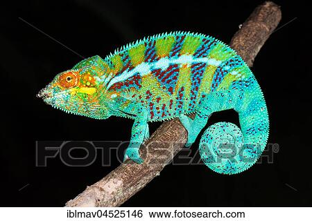 Stock Photograph - Panther chameleon (Furcifer pardalis) Male, Ambanja, Northwest Madagascar, Madagascar, Africa. Fotosearch