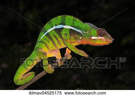 Panther chameleon (Furcifer Pardalis), male on branch, Ambilobe, Diana, Madagascar, Africa View Large Photo Image Stock Photography - Panther chameleon (Furcifer Pardalis), male on branch, Ambilobe, Diana, Madagascar, Africa. Fotosearch